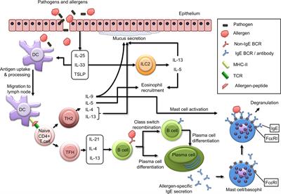 Frontiers | Immunological Outcomes Of Allergen-Specific Immunotherapy ...